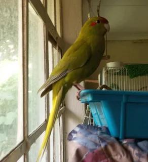 Tame Parakeets