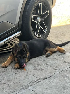 German Shepherd pups