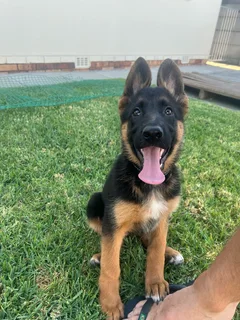 German Shepherd pups