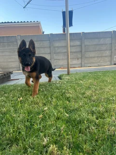German Shepherd pups