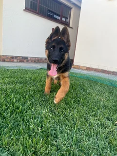 German Shepherd pups