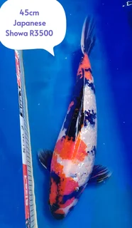 Koi The Kloof koi Breeder 45cm Imported Japanese showa