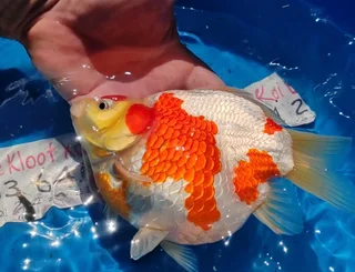 The Kloof Koi Breeder Sprecial 4cm Tamasaba Goldfish Japanese Parents