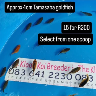 The Kloof koi Breeder SPRECIAL 4cm Tamasaba GOLDFISH Japanese parents