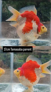 Goldfish The Kloof Koi Breeder Baby Tamasaba
