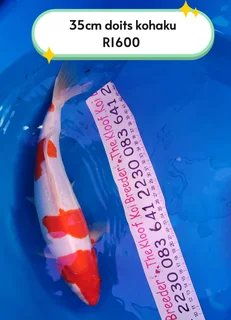 Koi The Kloof koi Breeder 35cm doits kohaku 1 year old