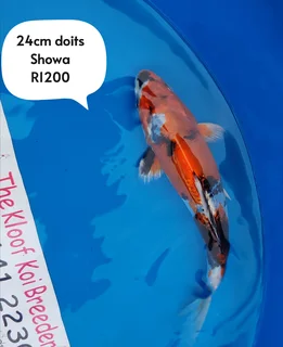 Koi The Kloof koi breeder 24cm doits showa 1 yr old