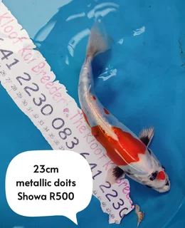 Koi The Kloof koi Breeder 23cm metallic doits showa 1 year old