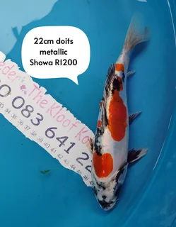 Koi The Kloof koi breeder 22cm metallic doits showa 1 yr old