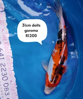Koi The Kloof koi breeder 31cm doits goromo 1 yr old