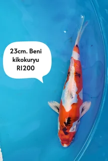 Koi The Kloof koi breeder 23cm beni kikokuryu 1 yr old