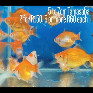 Koi The Kloof koi breeder 5 to 7cm Tamasaba goldfish japanese parnets