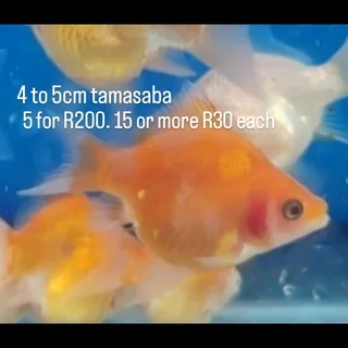 The Kloof koi breeder 4 to 5cm tamasaba goldfish grow to 30cm