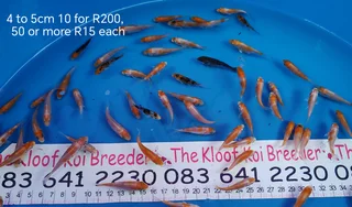 Koi The Kloof Koi Breeder New Harvest 4 To5cm Fingerlings