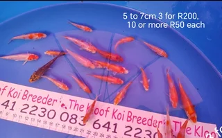 Koi The Kloof Koi Breeder New Harvest 5 To 7cm Fingerlings