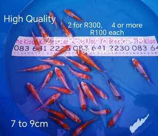 Koi The Kloof Koi Breeder High Quality 7 To 9cm Fingerlings