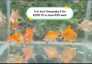 Goldfish Tamasaba Japanese Parents Bonus 1 White One Free For Every 10