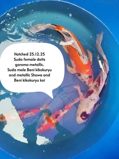 Koi The Kloof Koi breeder  Butterfly / longfin fry from Japanese parents!