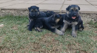 German Shepher puppies for sale