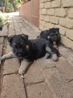German Shepher puppies for sale