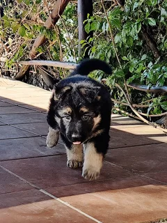 German Shepher puppies for sale