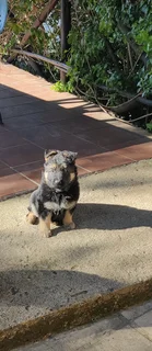 German Shepher puppies for sale
