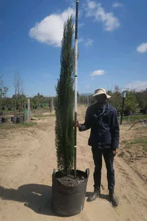 Italian cypress 100l tree