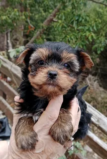 Stunning little Yorkie available!
