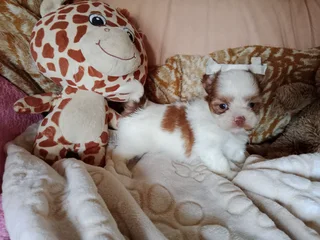 Exotic Yorkie puppies available gorgeous!