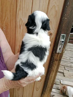 Biewer Yorkie black &amp; white gorgeous male puppy!