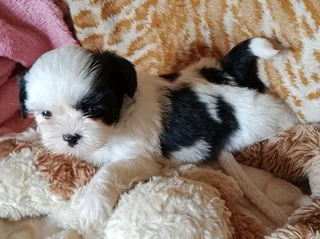 KB Biewer Yorkie female stunning