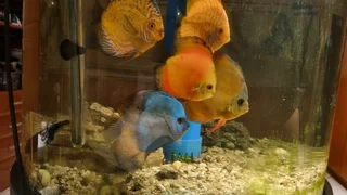 Discus Fish