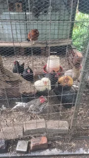 Hens and roosters