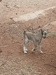 Dwarf goat
