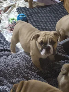 English Bulldog puppies