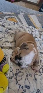 English bulldog male