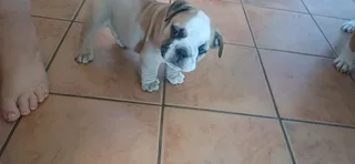 English bulldog male