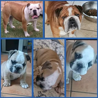English bulldog male