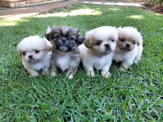Mini Pekingese Puppies
