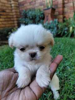 Mini pekingese puppies