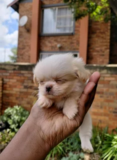 Pekingese fur babies