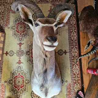 African Game Trophies for Sale – Excellent Condition