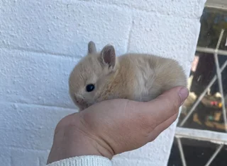 Dwarf rabbits (purebred)