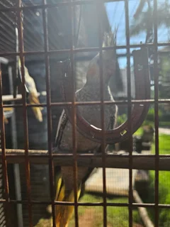 Cockatiels - Ad posted by Leon v Heerden