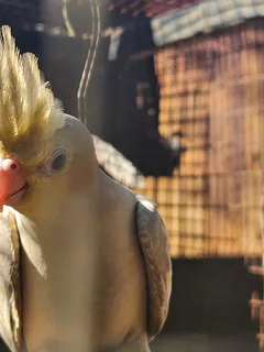 Cockatiels - Ad posted by Leon v Heerden