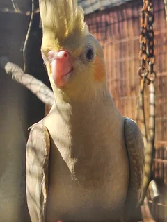 Cockatiels - Ad posted by Leon v Heerden