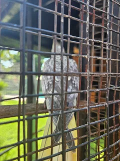 Cockatiels - Ad posted by Leon v Heerden