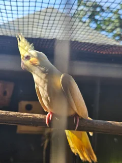 Cockatiels - Ad posted by Leon v Heerden