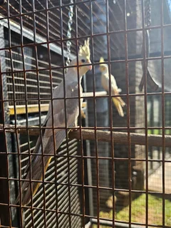 Cockatiels - Ad posted by Leon v Heerden