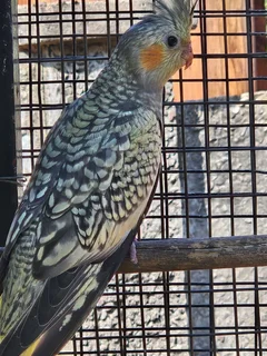 Cockatiels - Ad posted by Leon v Heerden